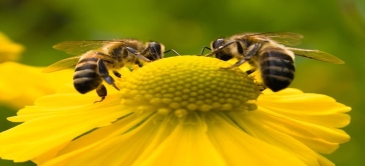 Бджола – символ невтомної працелюбності